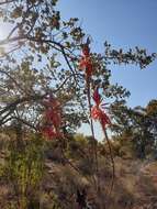 Image of Pretoria aloe