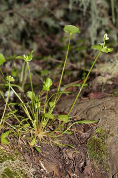 Image of Indian lettuce