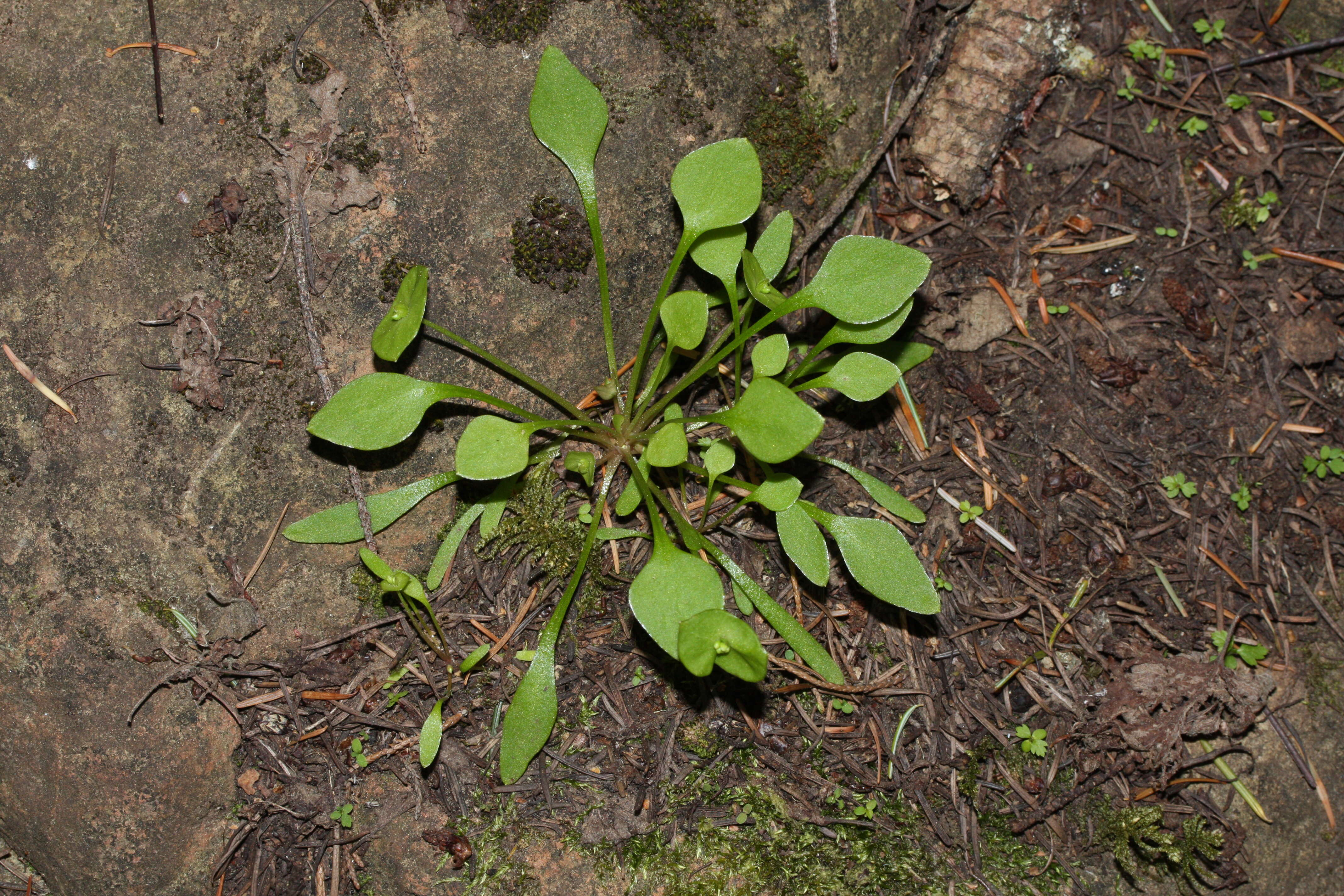 Image of Indian lettuce