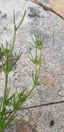 Image of Galium setaceum Lam.