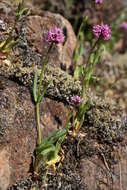 Image of Short-Spur Seablush