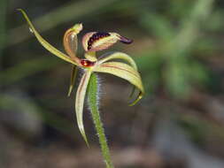 Image of Thick-lipped spider-orchid