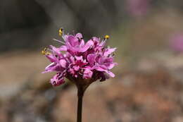 Image of Short-Spur Seablush