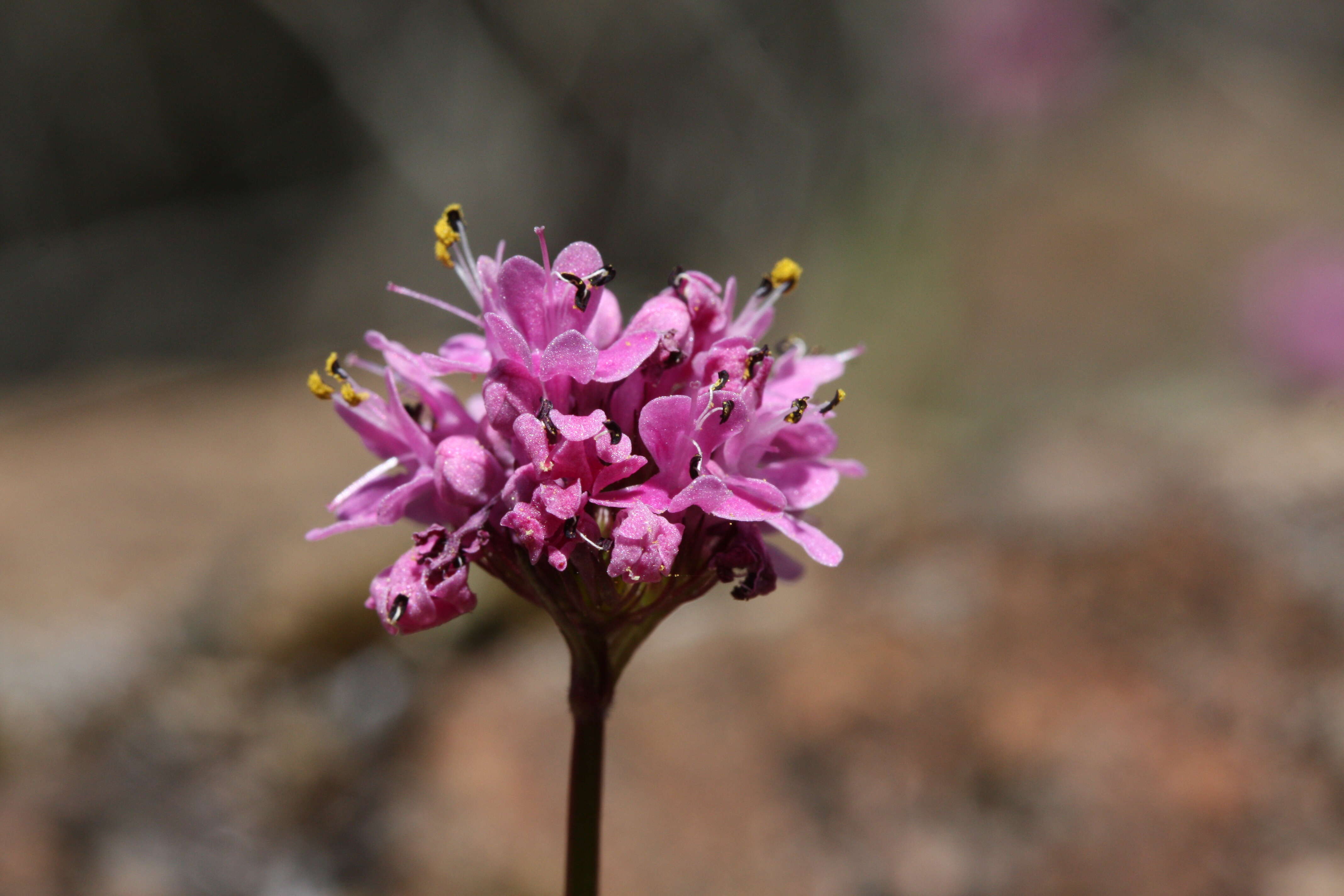 Image of Short-Spur Seablush