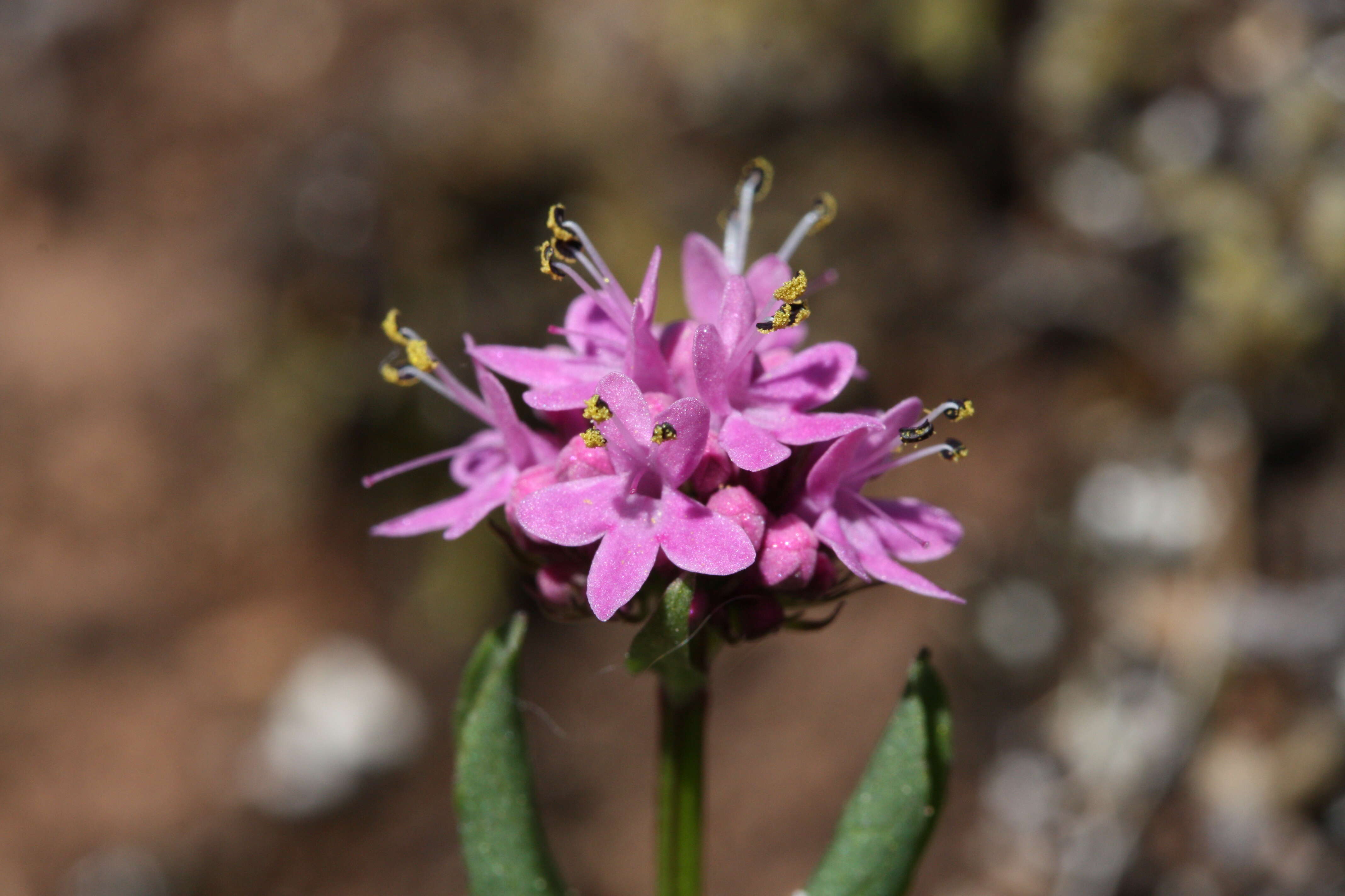 Image of Short-Spur Seablush