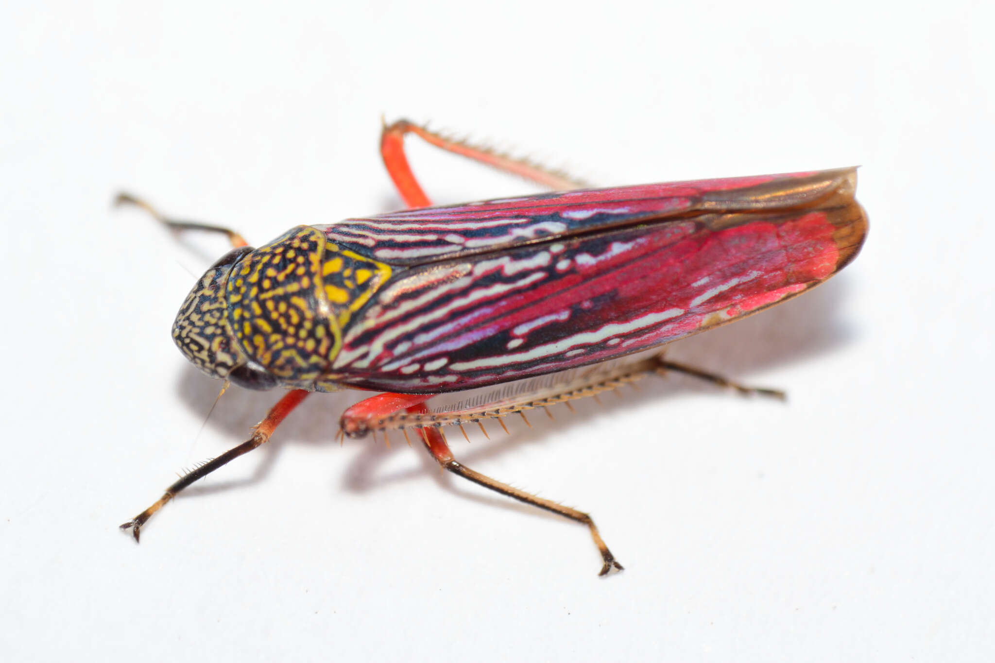 Image of Graphocephala punctulata (Signoret 1853)