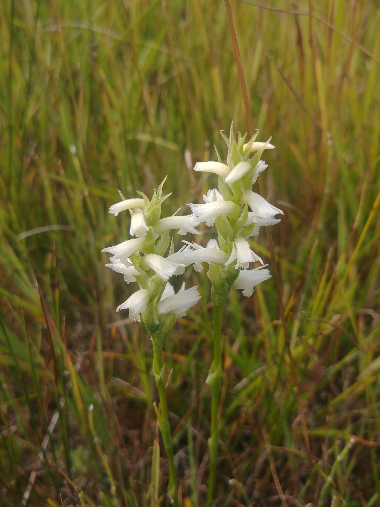 صورة Spiranthes diluvialis Sheviak