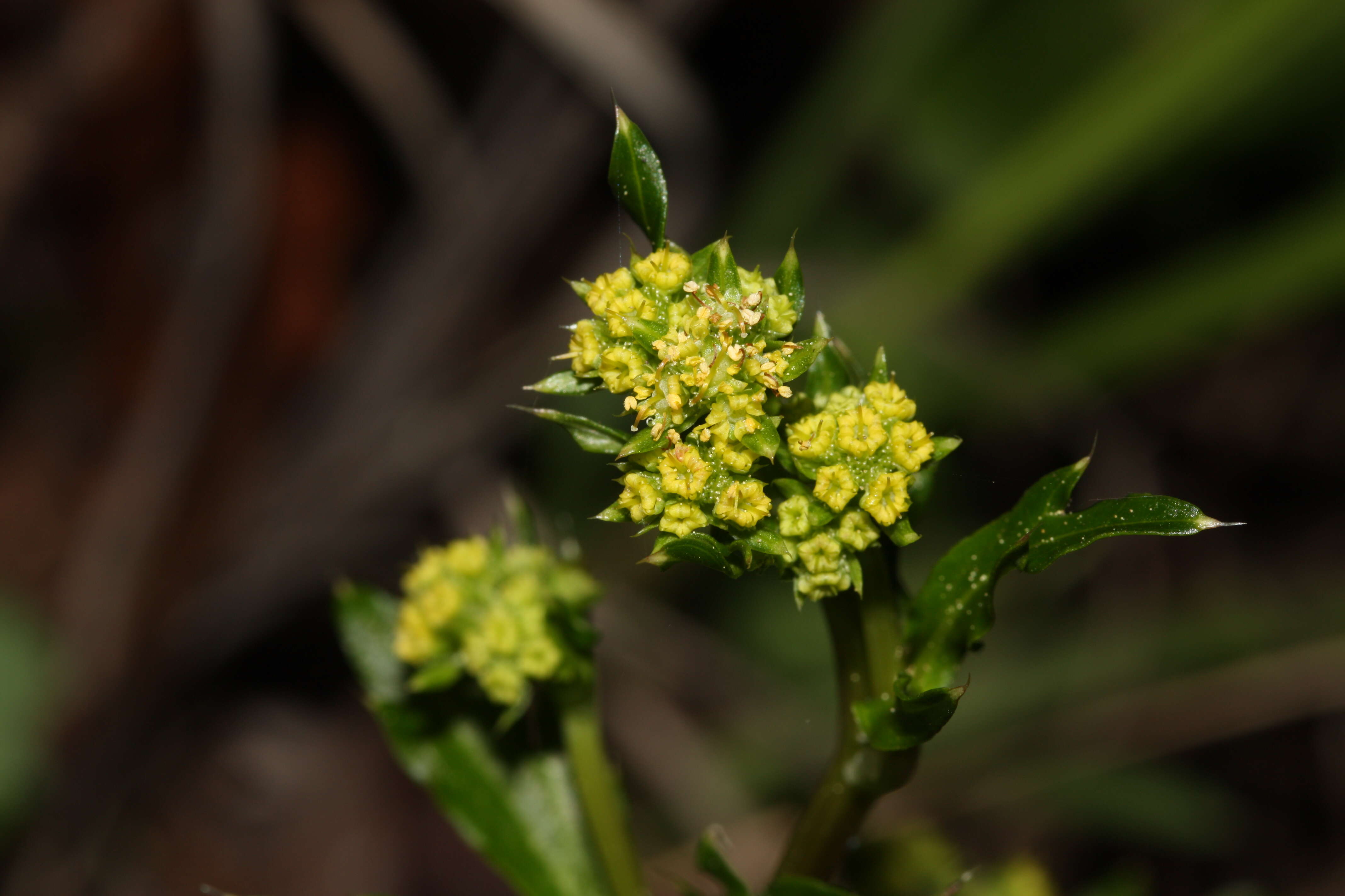 Image of Pacific blacksnakeroot