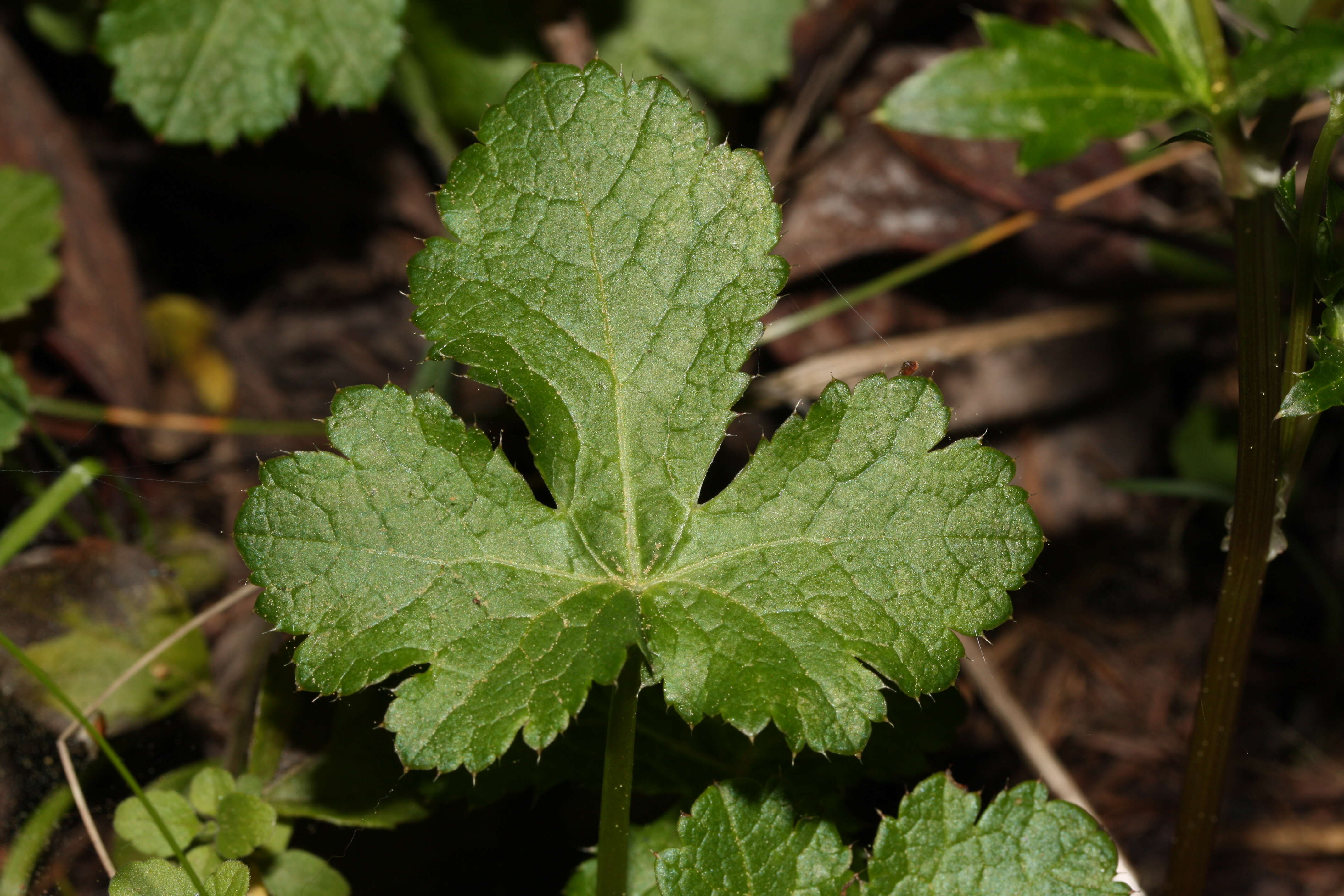 Image of Pacific blacksnakeroot