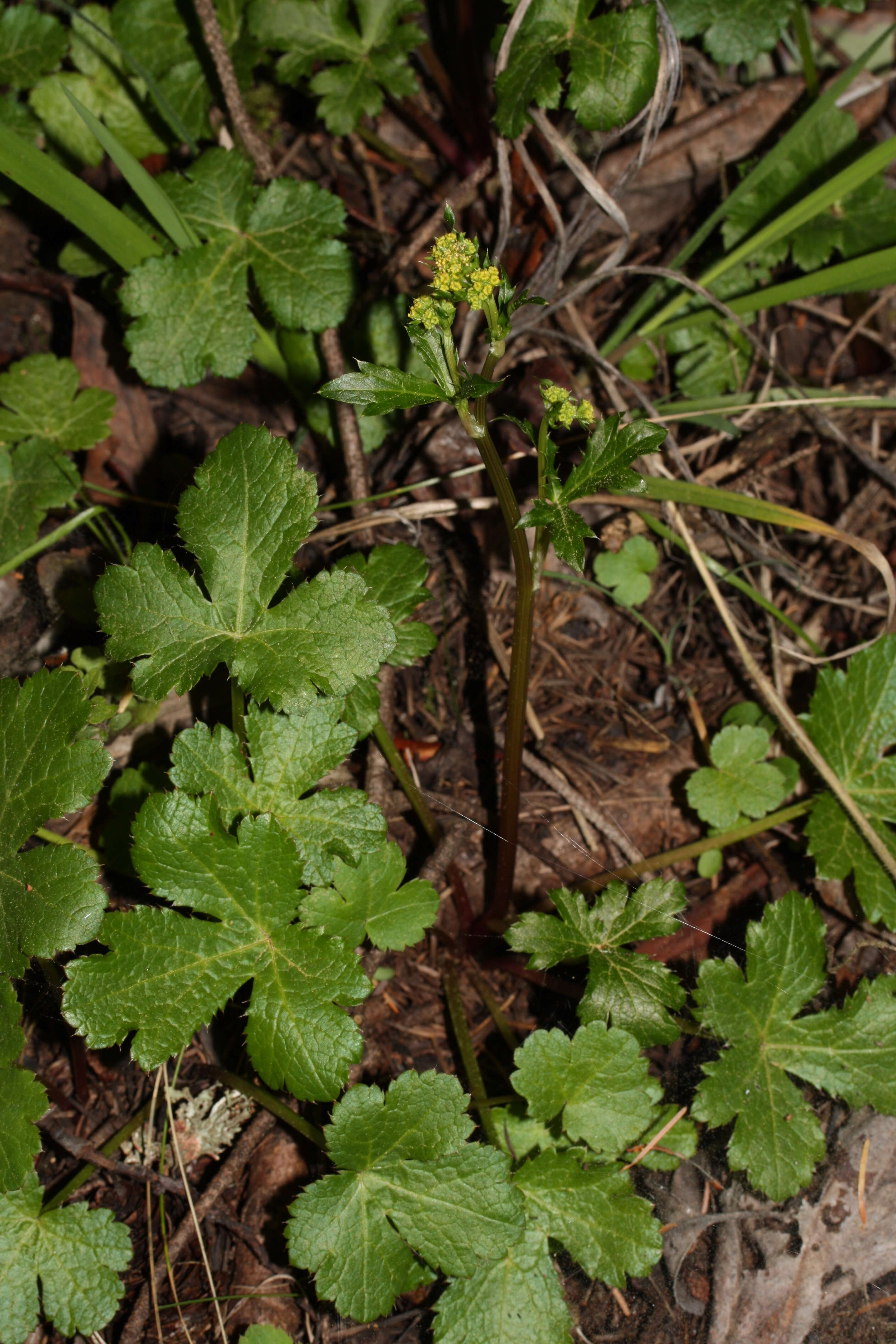 Image of Pacific blacksnakeroot