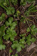 Image of Pacific blacksnakeroot