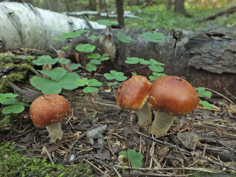 Plancia ëd Pholiota lubrica (Pers.) Singer 1951