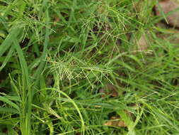 صورة Leptochloa chinensis (L.) Nees