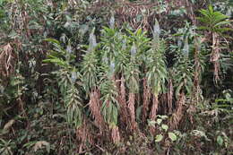 Image of Lobelia columnaris Hook. fil.