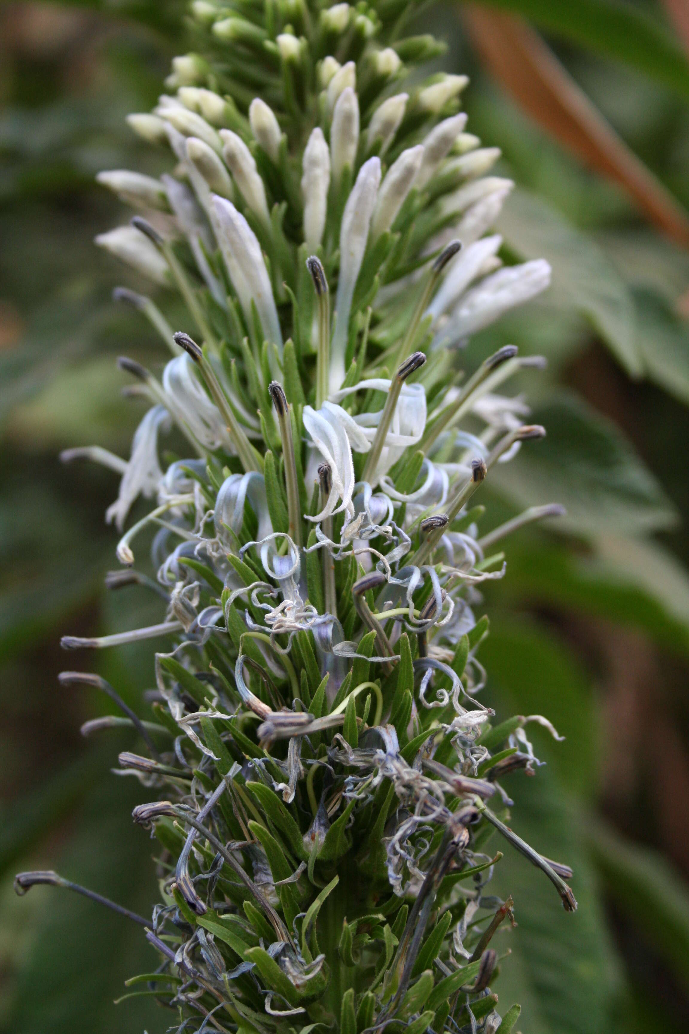 Image of Lobelia columnaris Hook. fil.