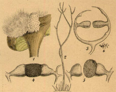 Image of Zygomycota