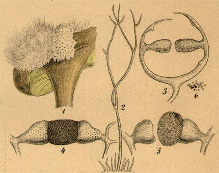 Image of Zygomycota