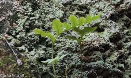 Polypodium cambricum L.的圖片