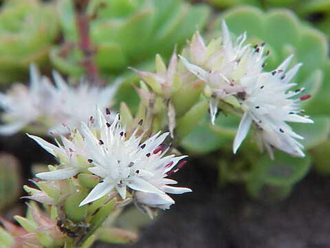 Image de Sedum glaucophyllum R. T. Clausen