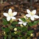 Asterolasia grandiflora (Hook.) Benth. resmi