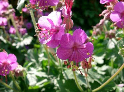 Imagem de Geranium macrorrhizum L.