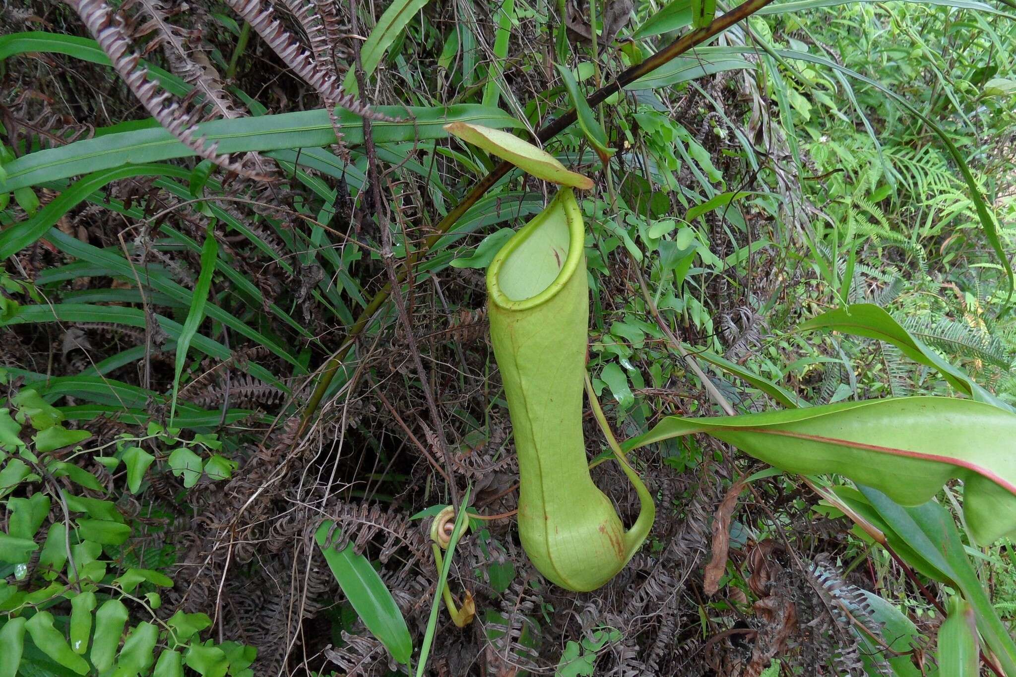 Слика од Nepenthes distillatoria L.