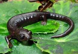Image of Peter's Climbing Salamander