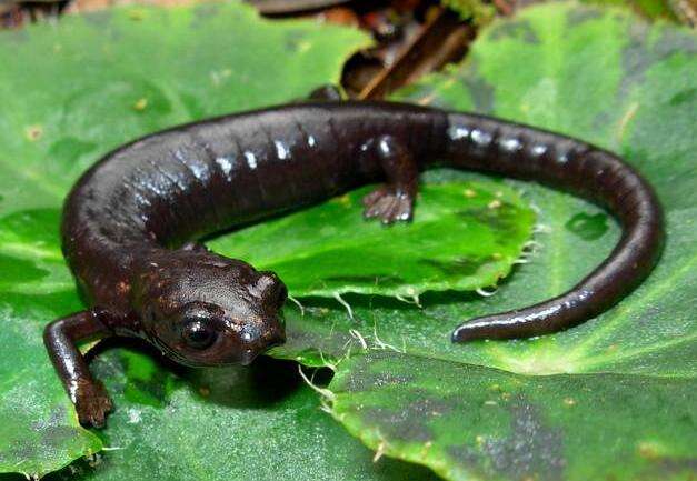 Image of Peter's Climbing Salamander