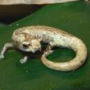 Image of Lozano's Salamander