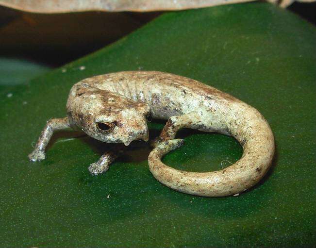 Image of Lozano's Salamander
