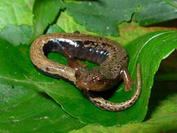 Image of Yarmal Mushroomtongue Salamander