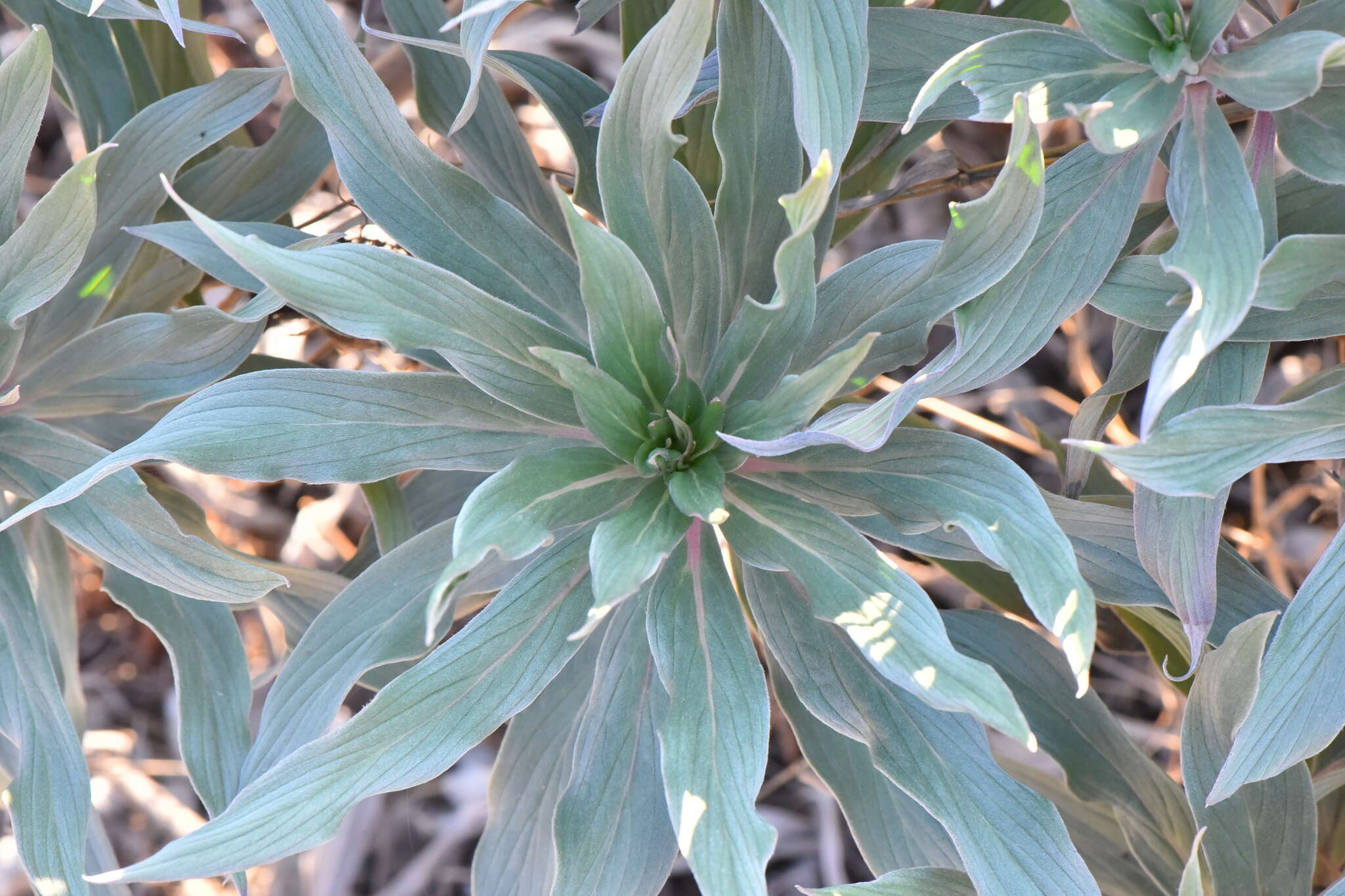 Imagem de Echium candicans L. fil.