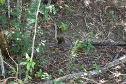 Image of Sciurus aestuans ingrami Thomas 1901