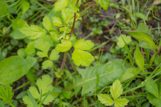 Imagem de Geum vernum (Raf.) Torr. & Gray