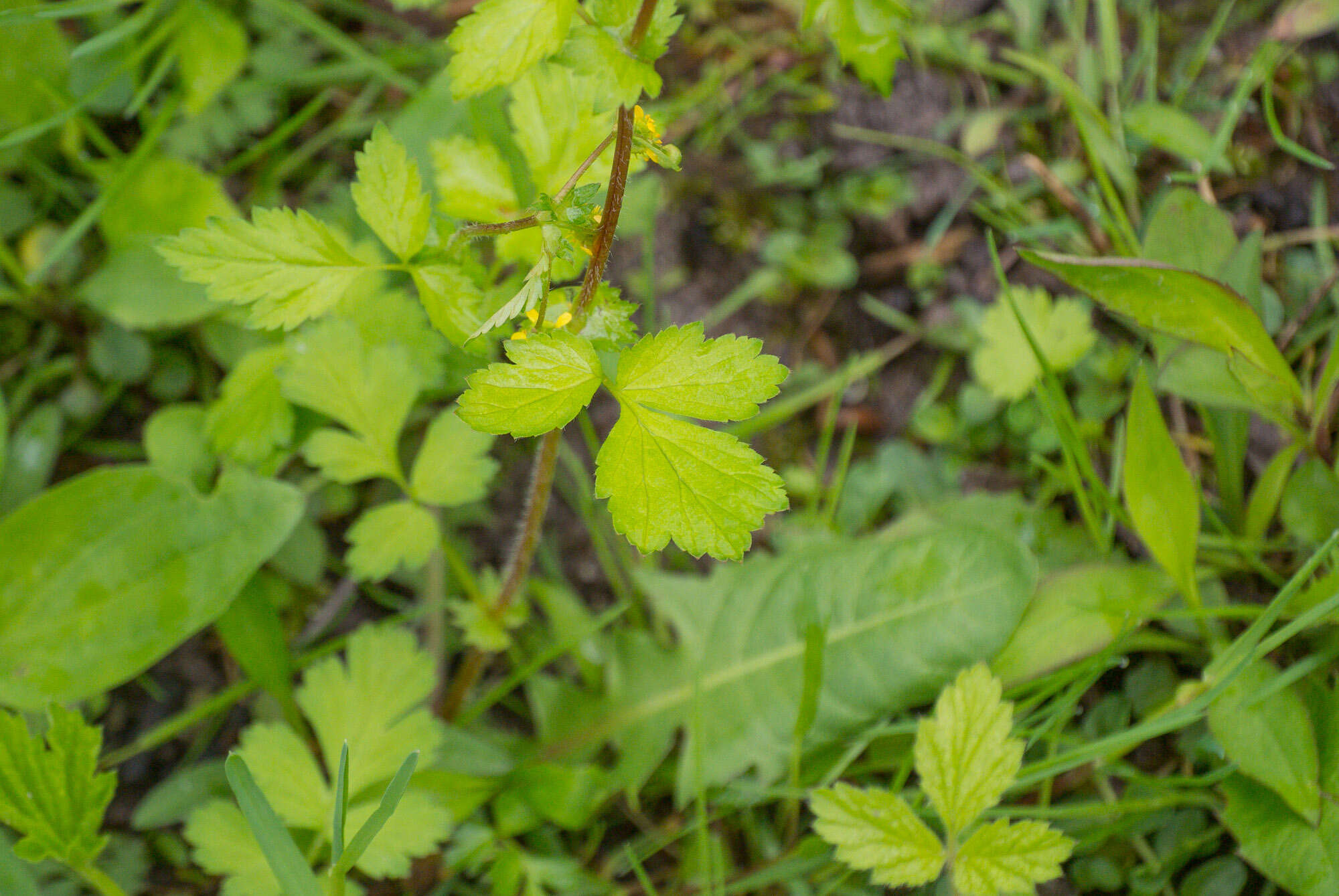 صورة Geum vernum (Raf.) Torr. & Gray