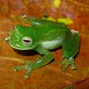 Image of Antioquia Giant Glass Frog