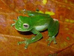 Image of Antioquia Giant Glass Frog