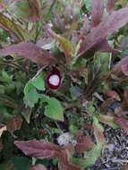 Image of Aristolochia nelsonii Eastwood