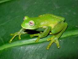 Image of Buckley's giant glass frog