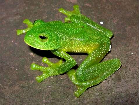 Image of Colombian Giant Glass Frog