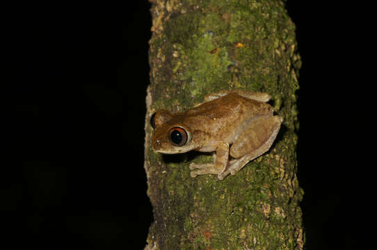 Image de Leptopelis spiritusnoctis Rödel 2007