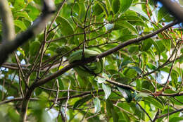 Image of Coffee Palm Viper