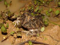 Imagem de Ceratophrys calcarata Boulenger 1890