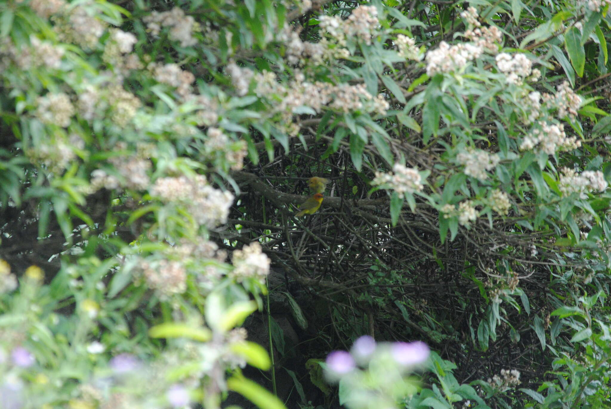 Image of Rust-and-yellow Tanager