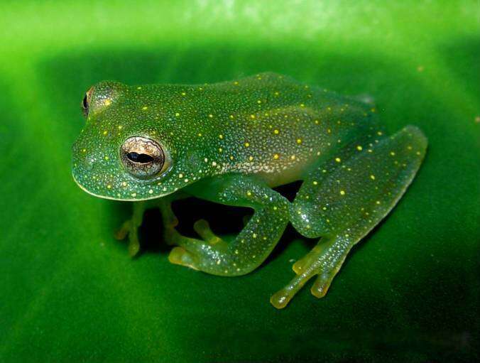 Image of Savage's cochran frog