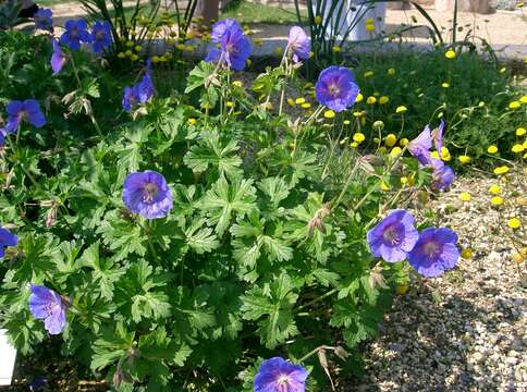 Image of Himalayan Crane's-bill