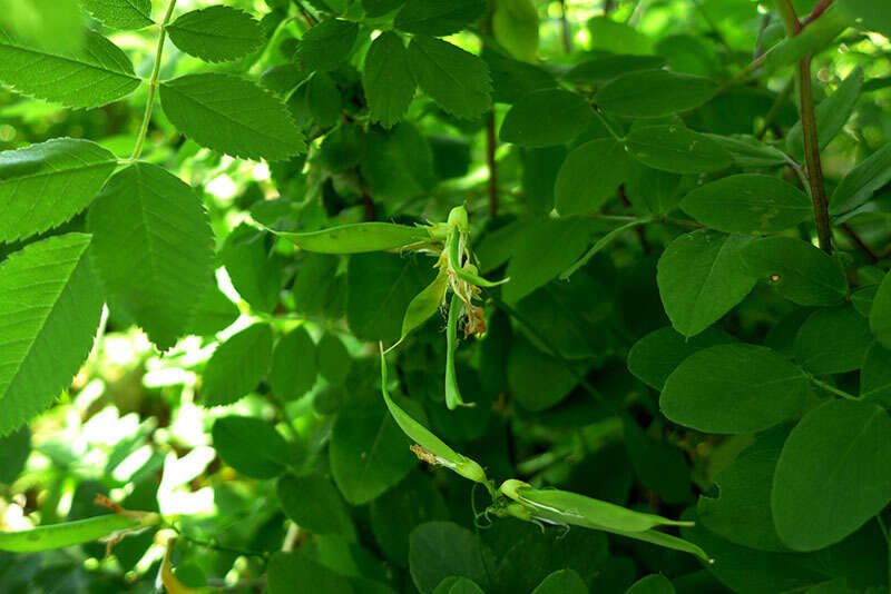 Imagem de Lathyrus holochlorus (Piper) C. L. Hitchc.