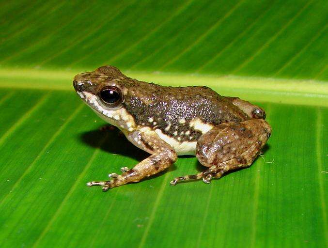 Image of Common Rocket Frog