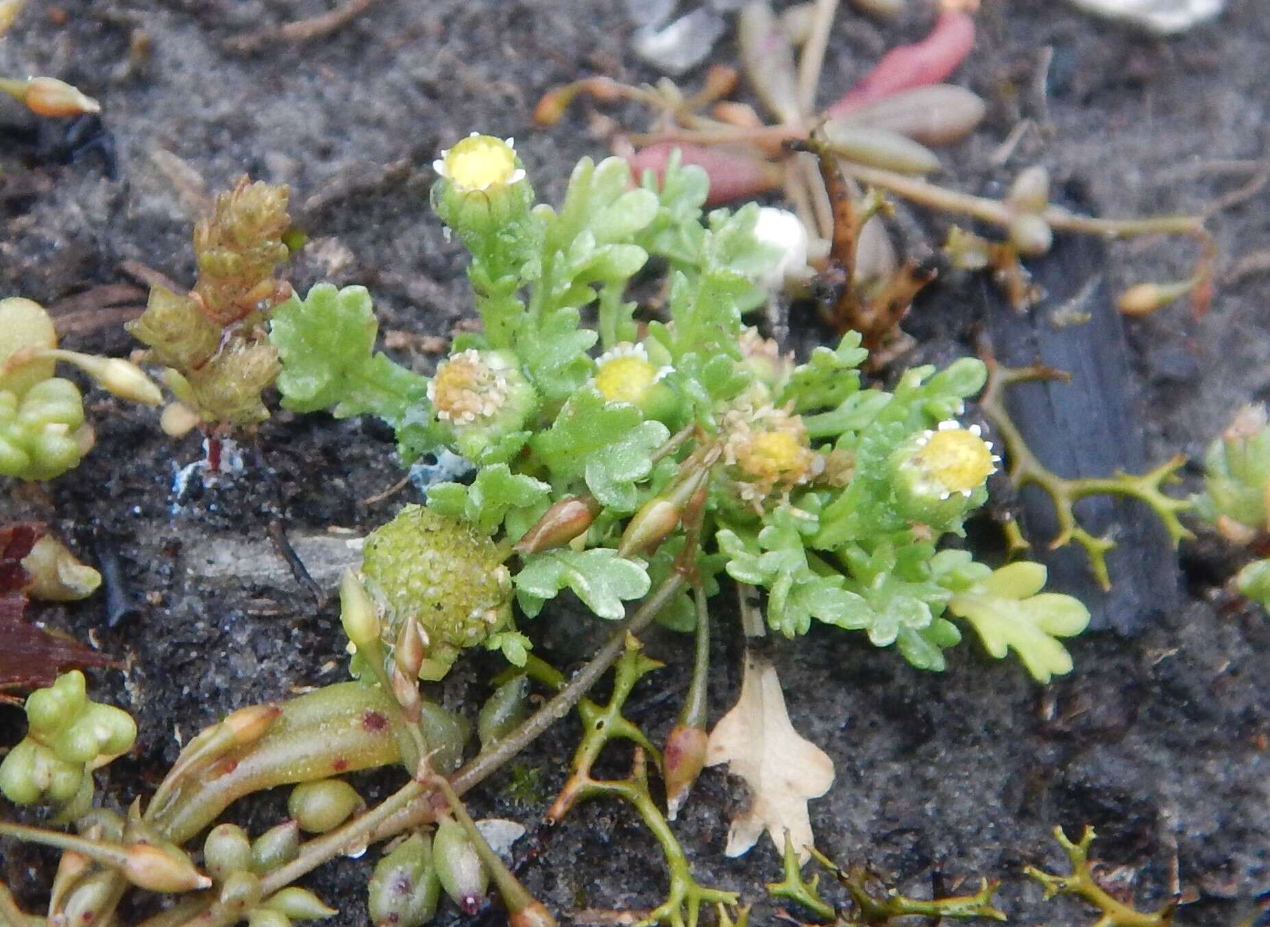 Слика од Brachyscome goniocarpa Sond. & F. Müll.