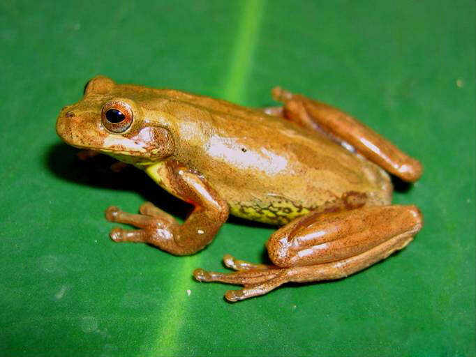 Image of Dendropsophus bogerti (Cochran & Goin 1970)